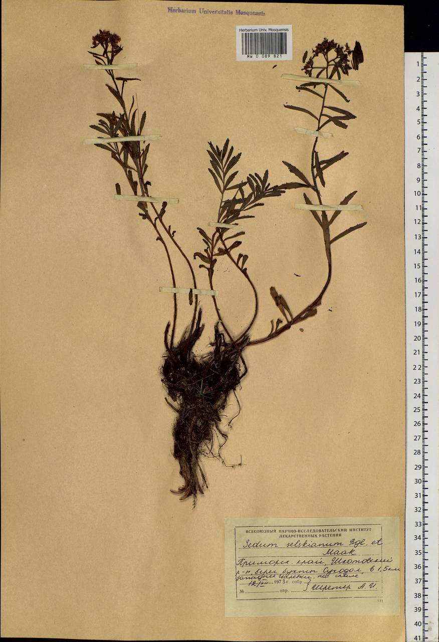 Phedimus selskanianus (Regel & Maack) 't Hart, Siberia, Russian Far East (S6) (Russia)