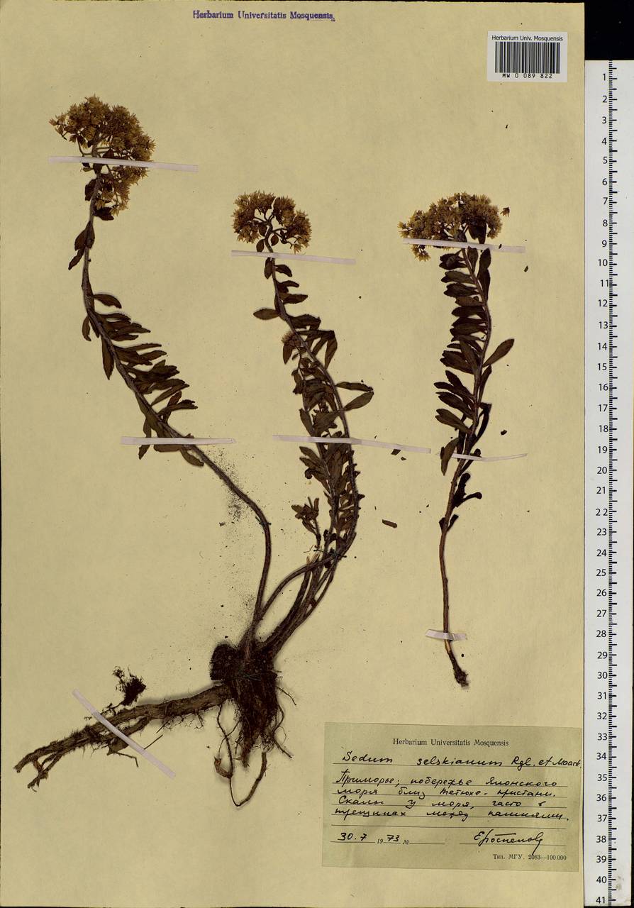 Phedimus selskanianus (Regel & Maack) 't Hart, Siberia, Russian Far East (S6) (Russia)