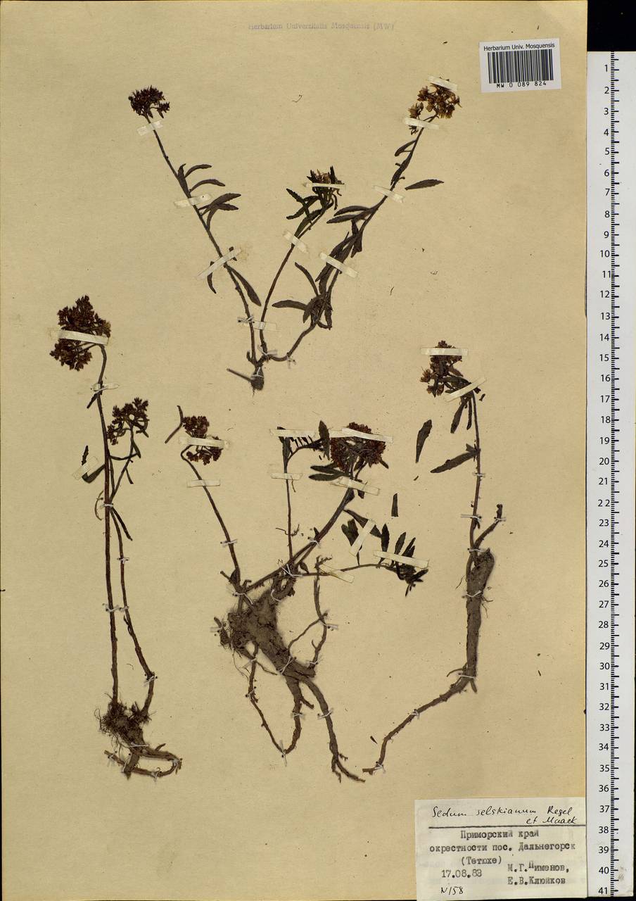 Phedimus selskanianus (Regel & Maack) 't Hart, Siberia, Russian Far East (S6) (Russia)