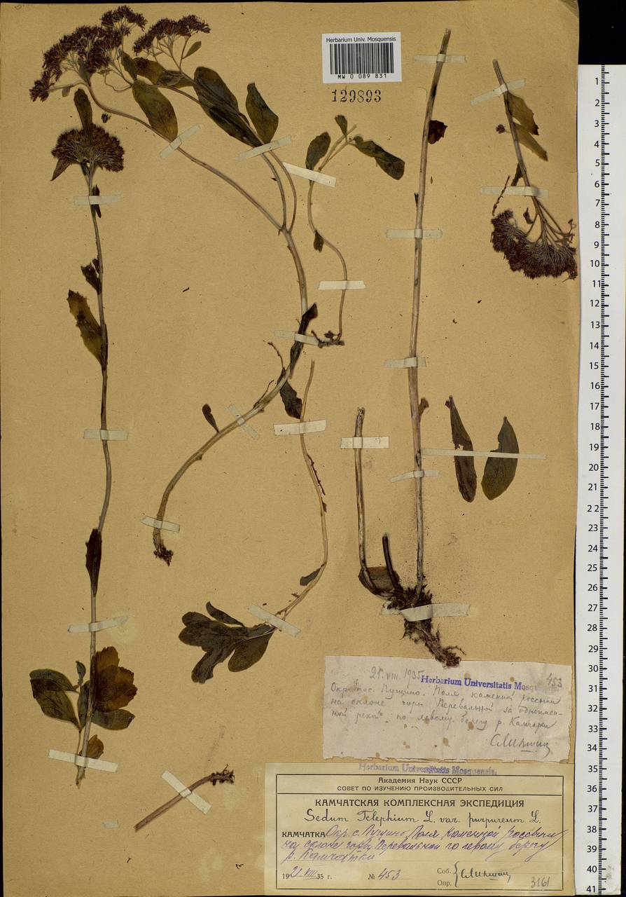 Hylotelephium telephium (L.) H. Ohba, Siberia, Chukotka & Kamchatka (S7) (Russia)