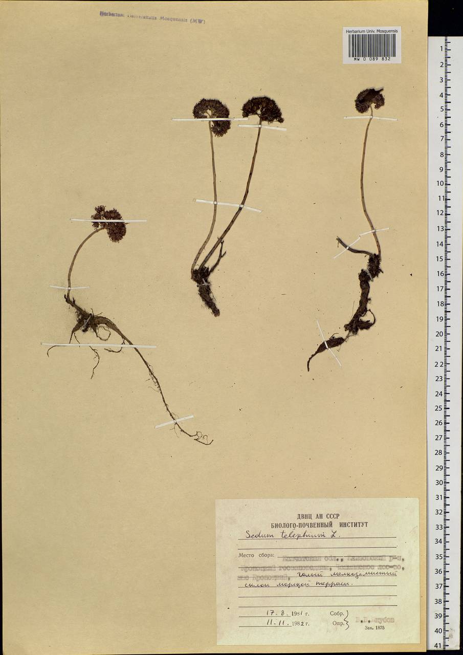 Hylotelephium telephium (L.) H. Ohba, Siberia, Chukotka & Kamchatka (S7) (Russia)