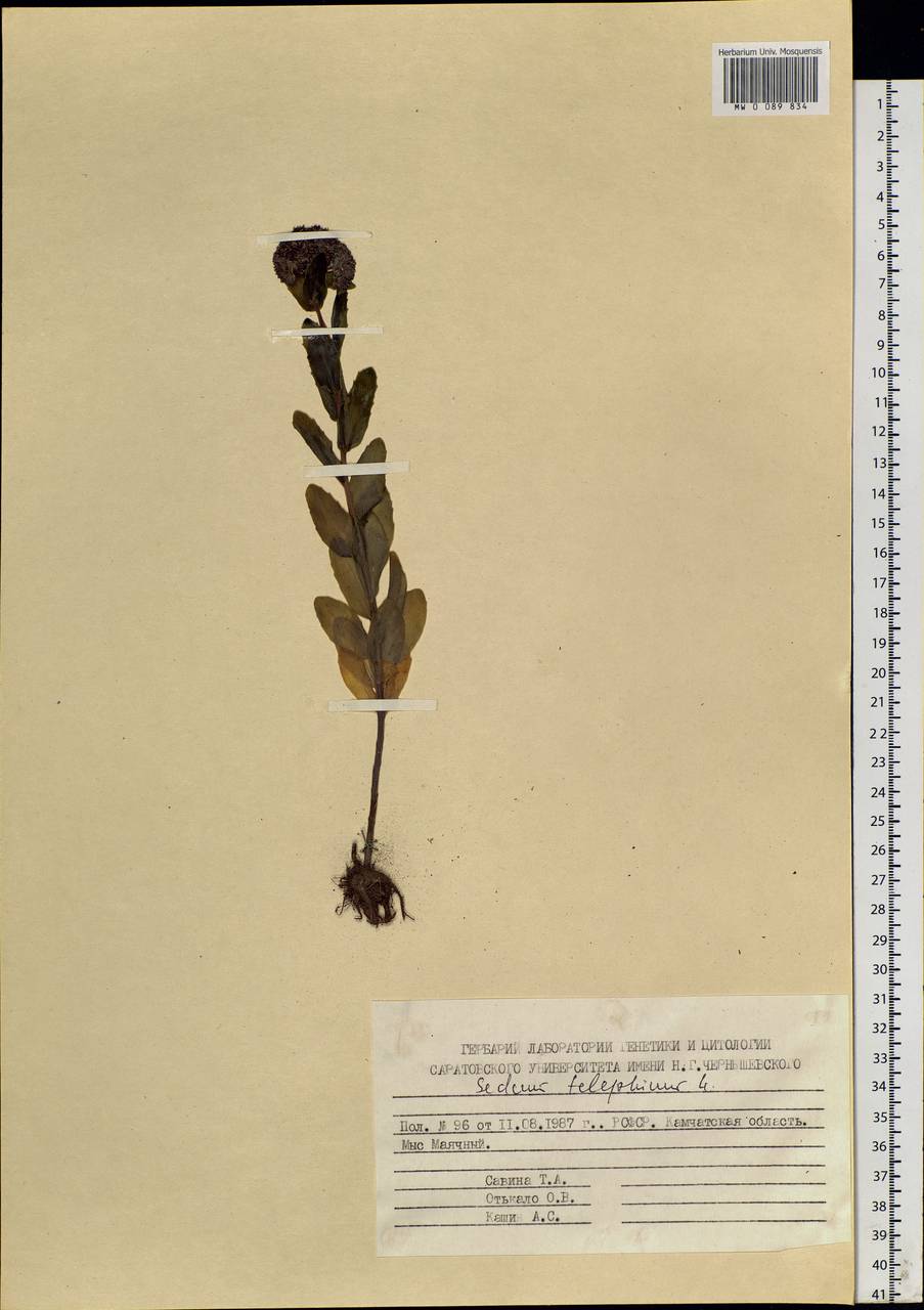 Hylotelephium telephium (L.) H. Ohba, Siberia, Chukotka & Kamchatka (S7) (Russia)