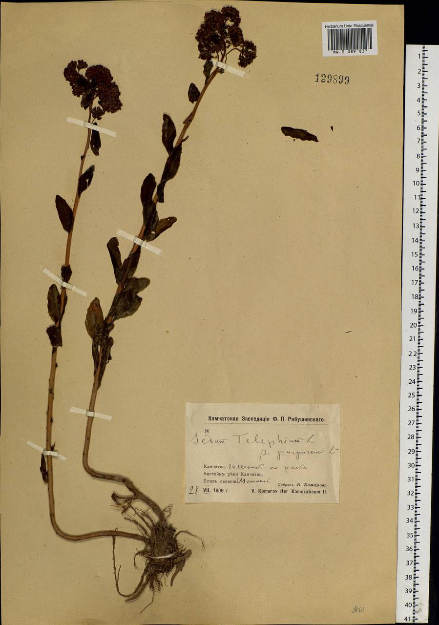 Hylotelephium telephium (L.) H. Ohba, Siberia, Chukotka & Kamchatka (S7) (Russia)