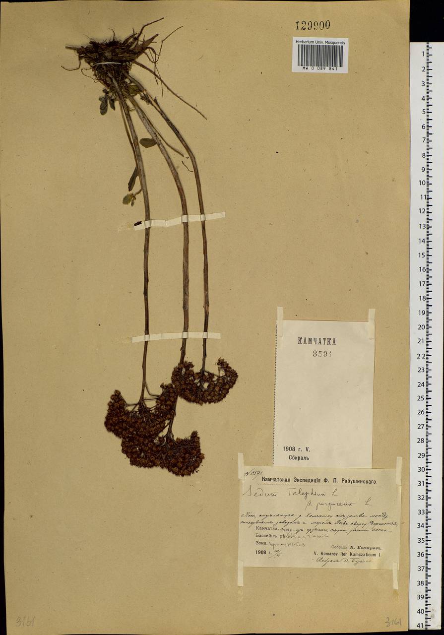 Hylotelephium telephium subsp. telephium, Siberia, Chukotka & Kamchatka (S7) (Russia)