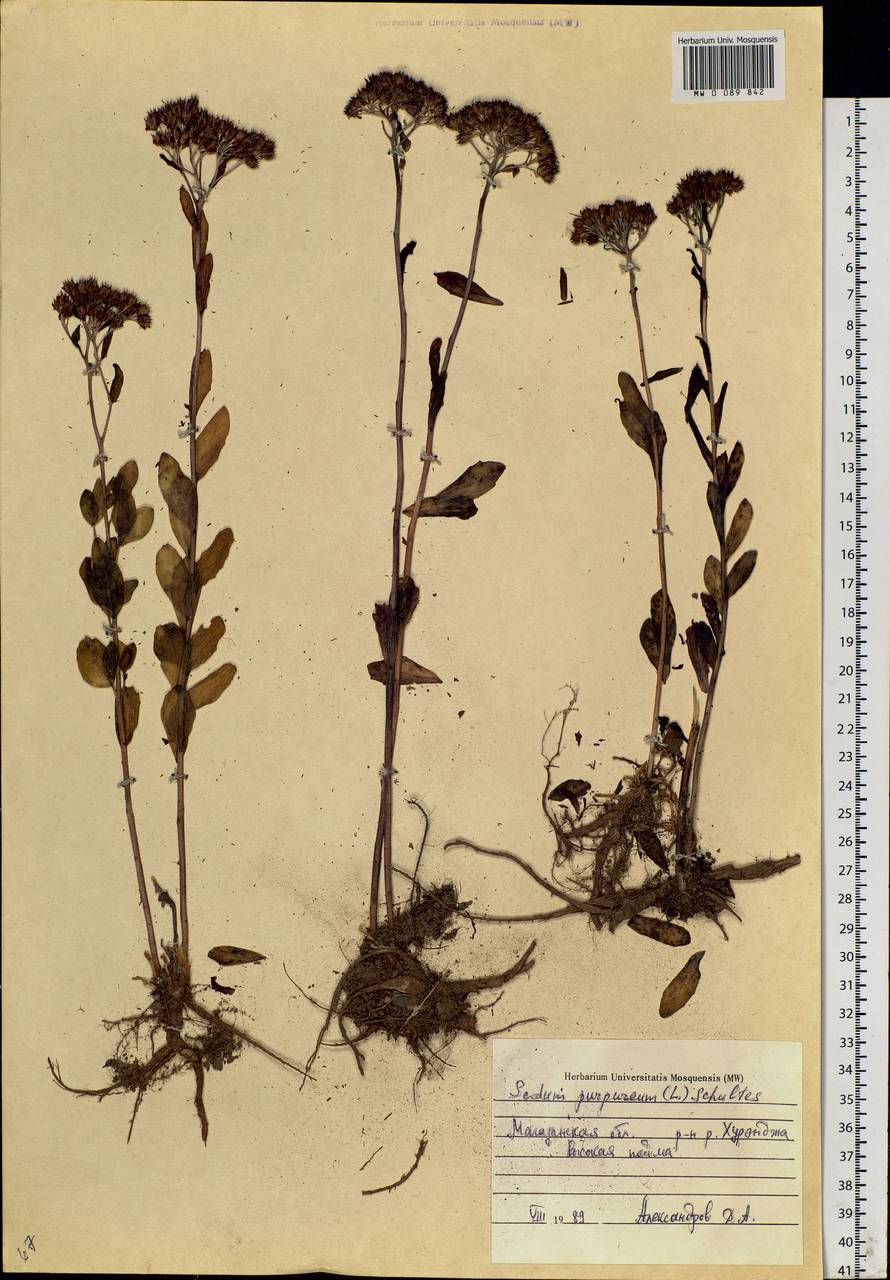 Hylotelephium telephium (L.) H. Ohba, Siberia, Chukotka & Kamchatka (S7) (Russia)