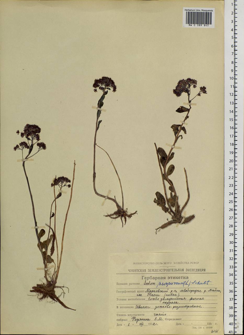 Hylotelephium telephium subsp. telephium, Siberia, Chukotka & Kamchatka (S7) (Russia)