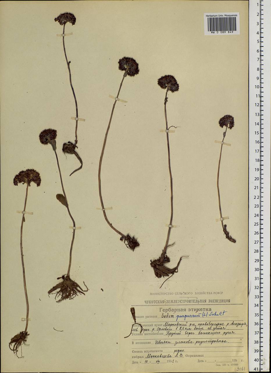 Hylotelephium telephium (L.) H. Ohba, Siberia, Chukotka & Kamchatka (S7) (Russia)