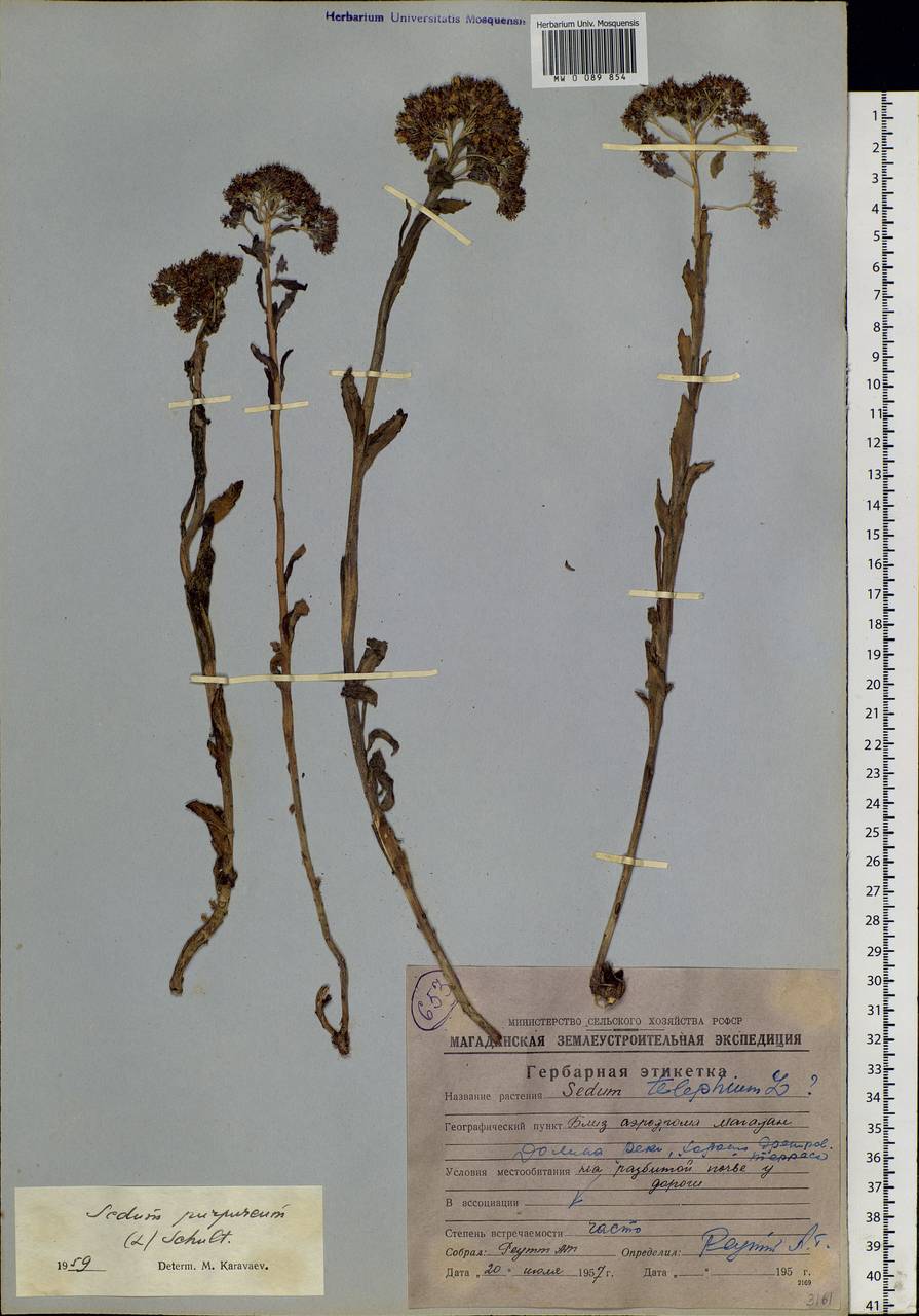 Hylotelephium telephium (L.) H. Ohba, Siberia, Chukotka & Kamchatka (S7) (Russia)