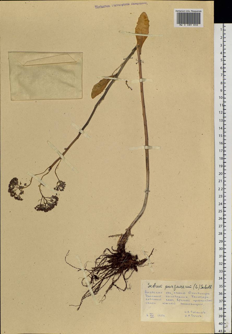 Hylotelephium telephium (L.) H. Ohba, Siberia, Russian Far East (S6) (Russia)