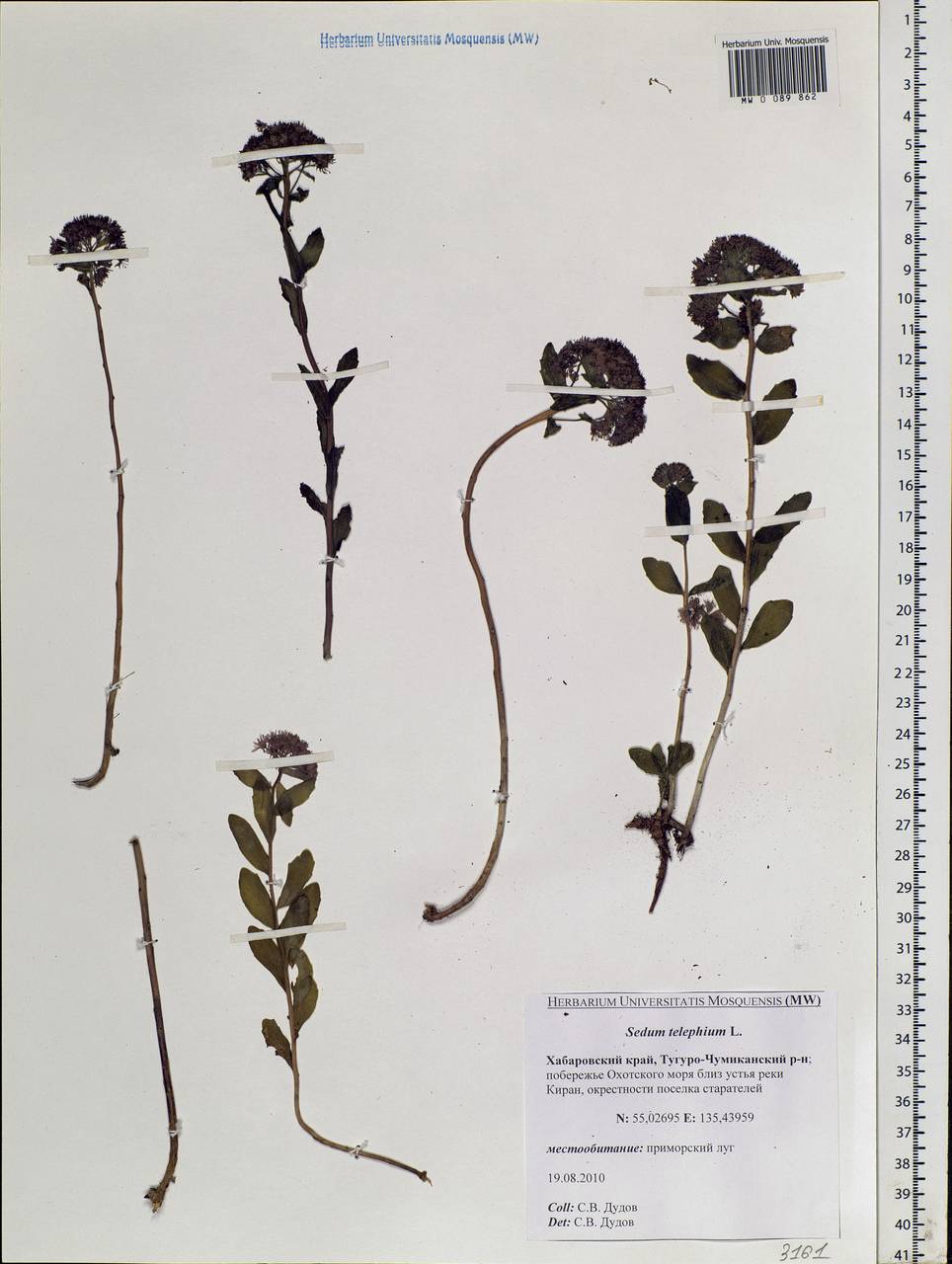 Hylotelephium telephium (L.) H. Ohba, Siberia, Russian Far East (S6) (Russia)