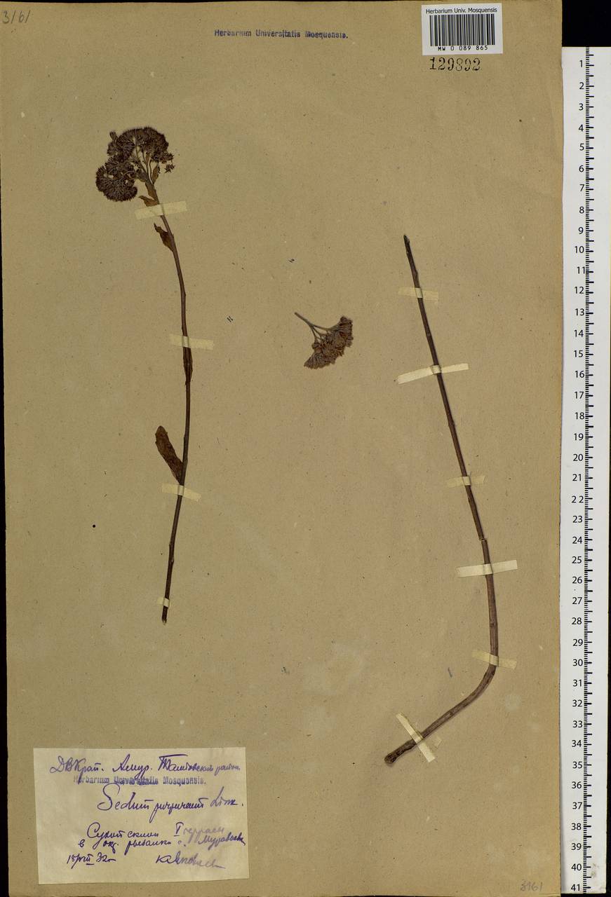 Hylotelephium telephium subsp. telephium, Siberia, Russian Far East (S6) (Russia)
