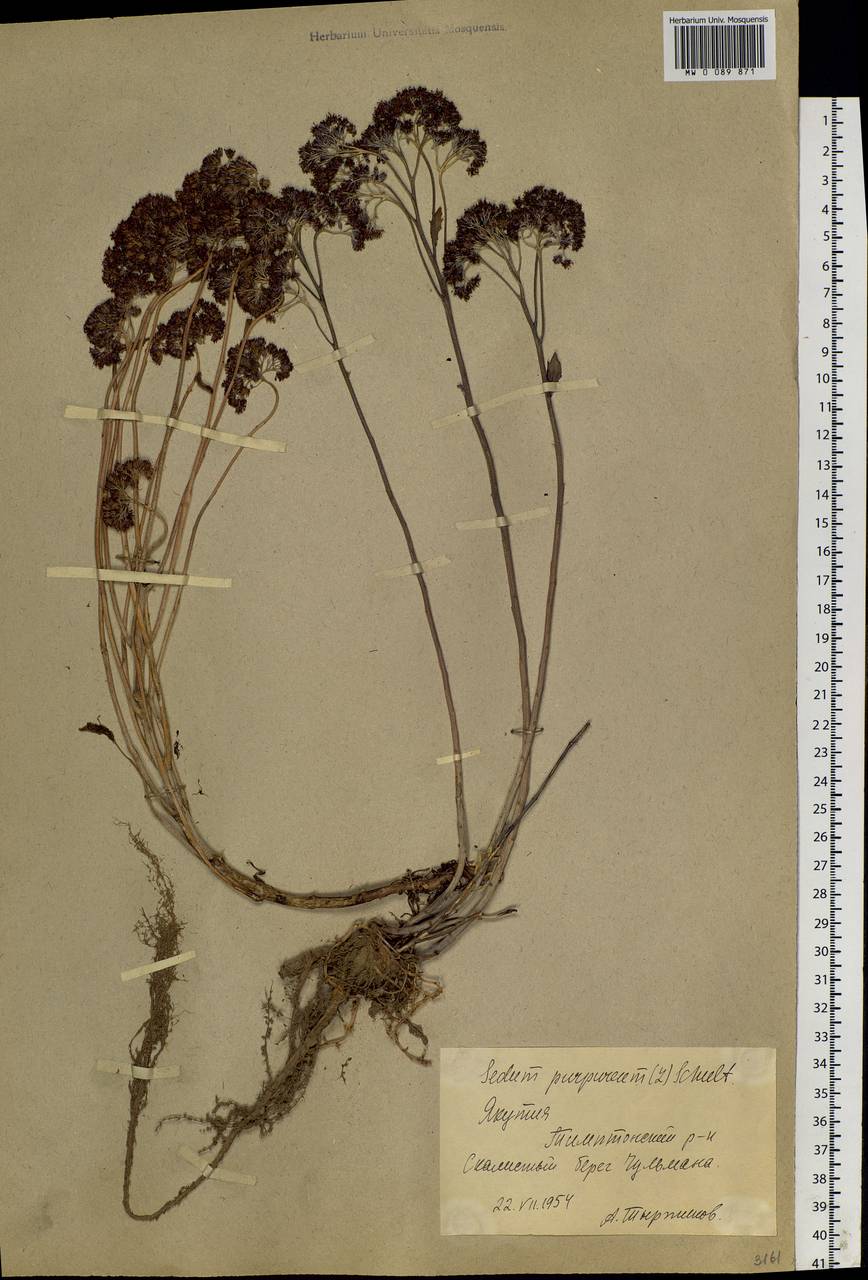 Hylotelephium telephium (L.) H. Ohba, Siberia, Yakutia (S5) (Russia)