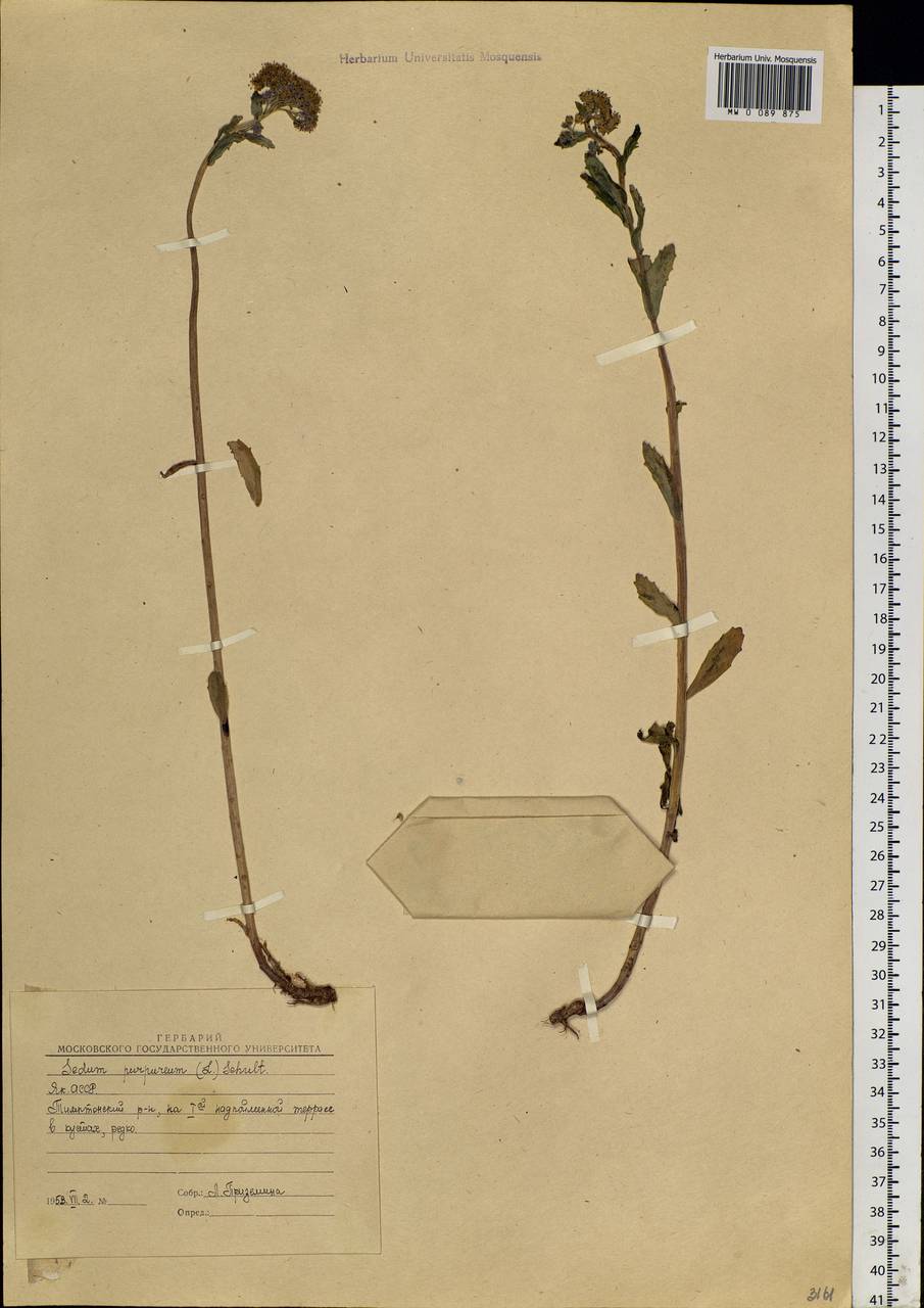 Hylotelephium telephium (L.) H. Ohba, Siberia, Yakutia (S5) (Russia)