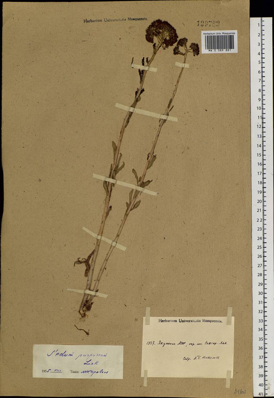 Hylotelephium telephium (L.) H. Ohba, Siberia, Yakutia (S5) (Russia)