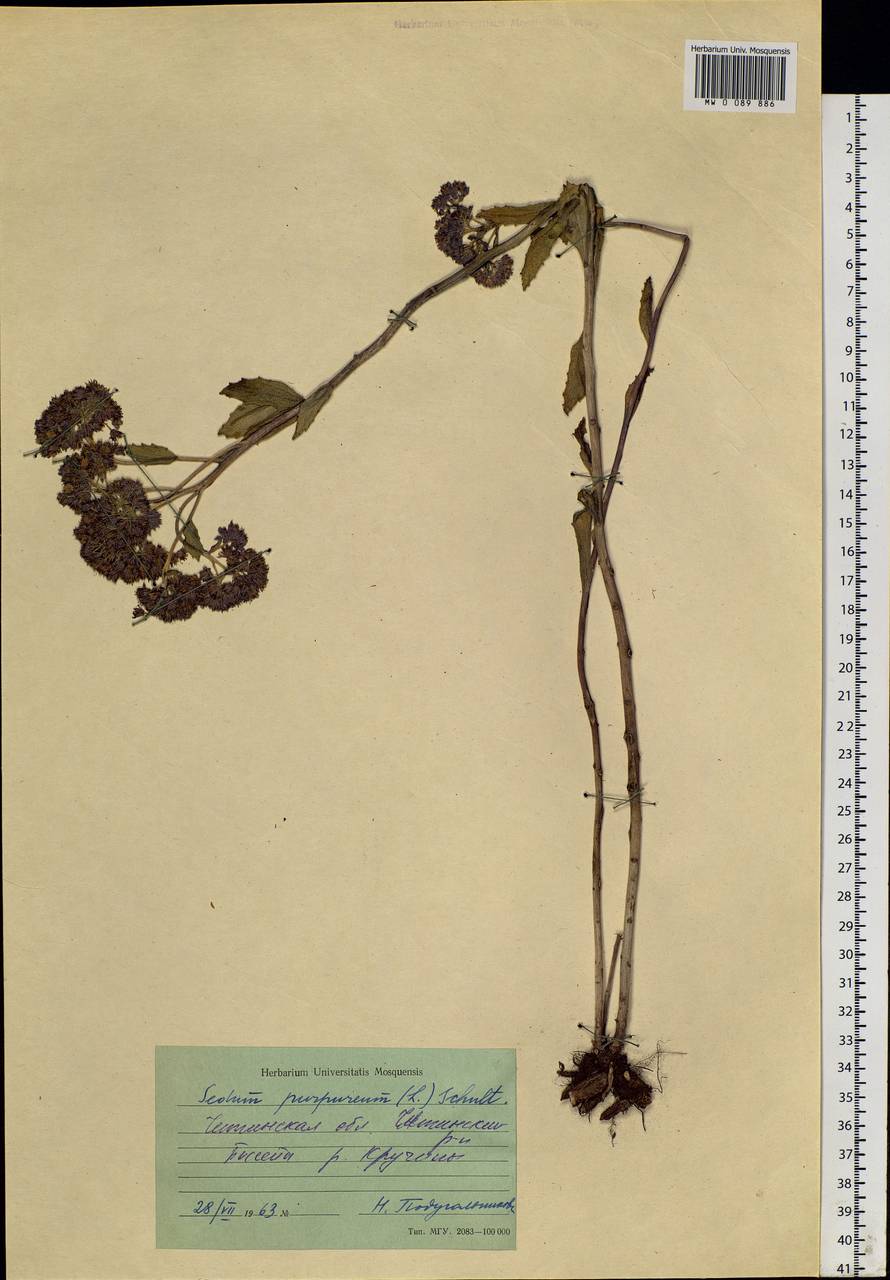 Hylotelephium telephium (L.) H. Ohba, Siberia, Baikal & Transbaikal region (S4) (Russia)