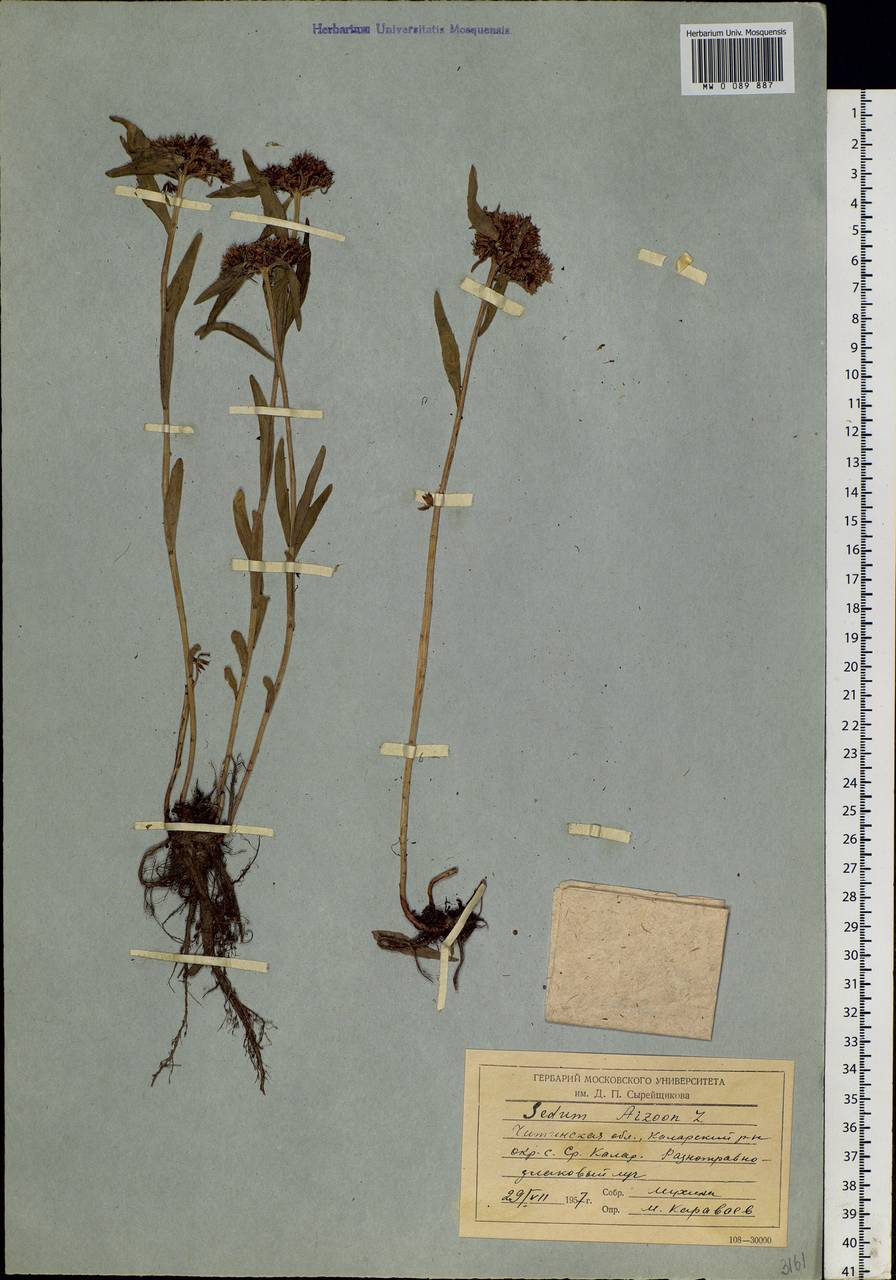 Hylotelephium telephium (L.) H. Ohba, Siberia, Baikal & Transbaikal region (S4) (Russia)