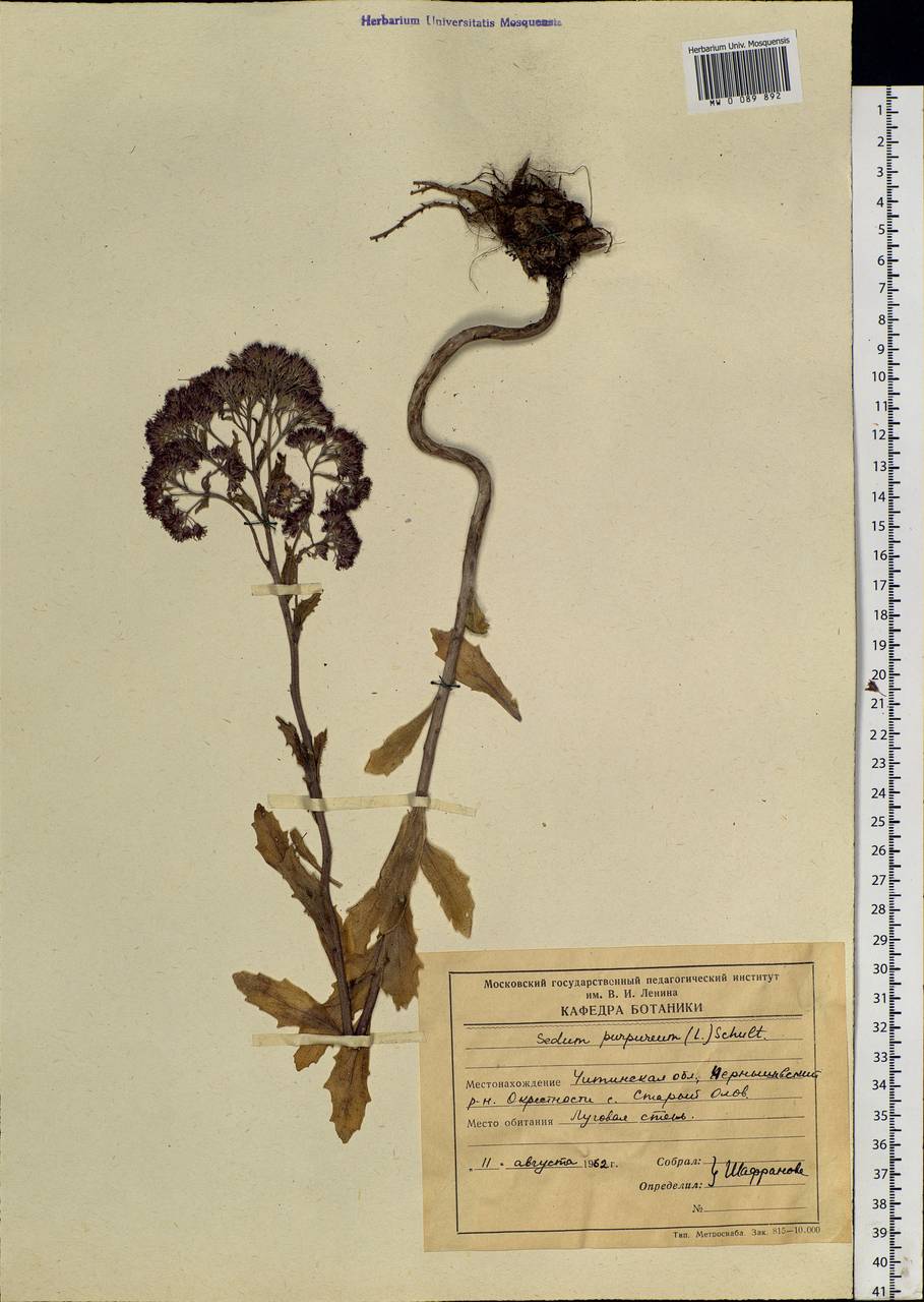 Hylotelephium telephium subsp. telephium, Siberia, Baikal & Transbaikal region (S4) (Russia)