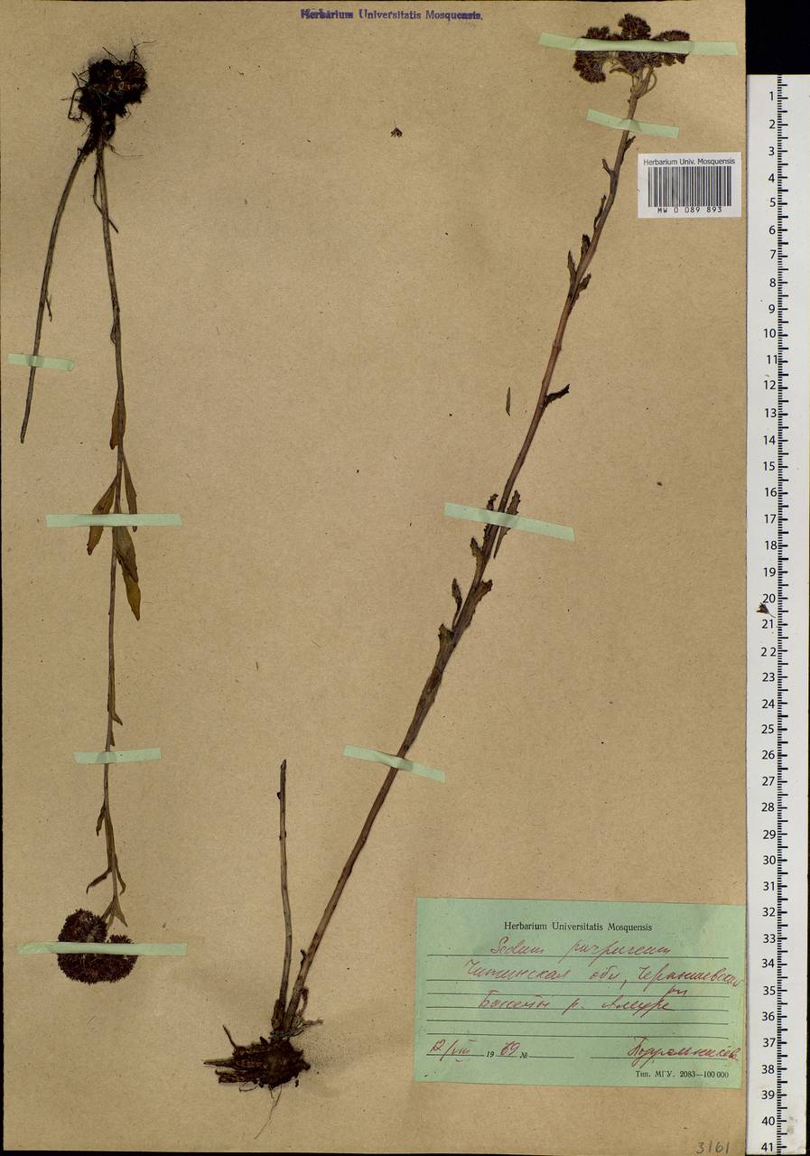 Hylotelephium telephium (L.) H. Ohba, Siberia, Baikal & Transbaikal region (S4) (Russia)