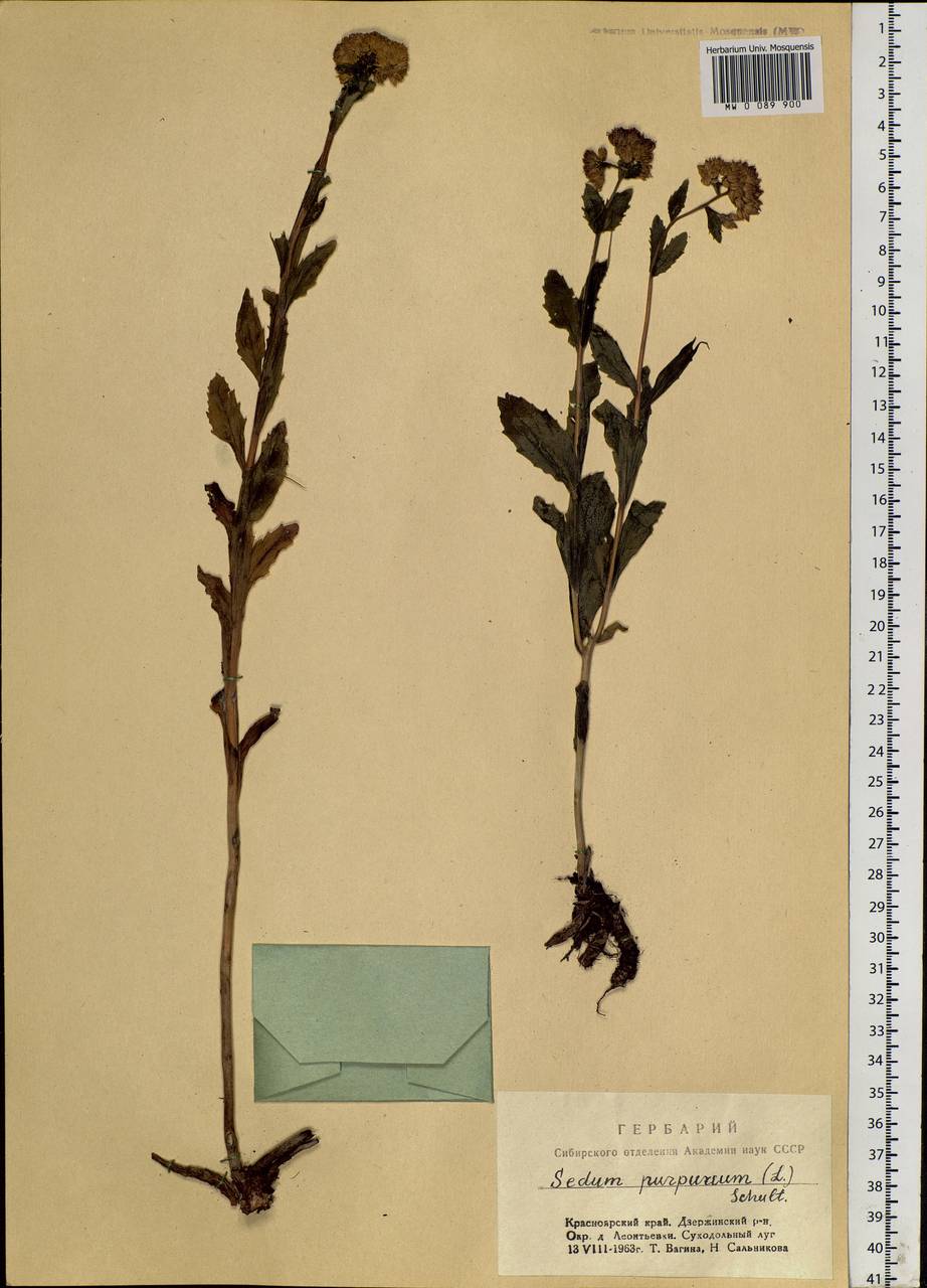 Hylotelephium telephium (L.) H. Ohba, Siberia, Central Siberia (S3) (Russia)