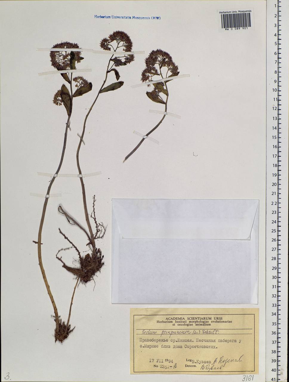 Hylotelephium telephium subsp. telephium, Siberia, Central Siberia (S3) (Russia)