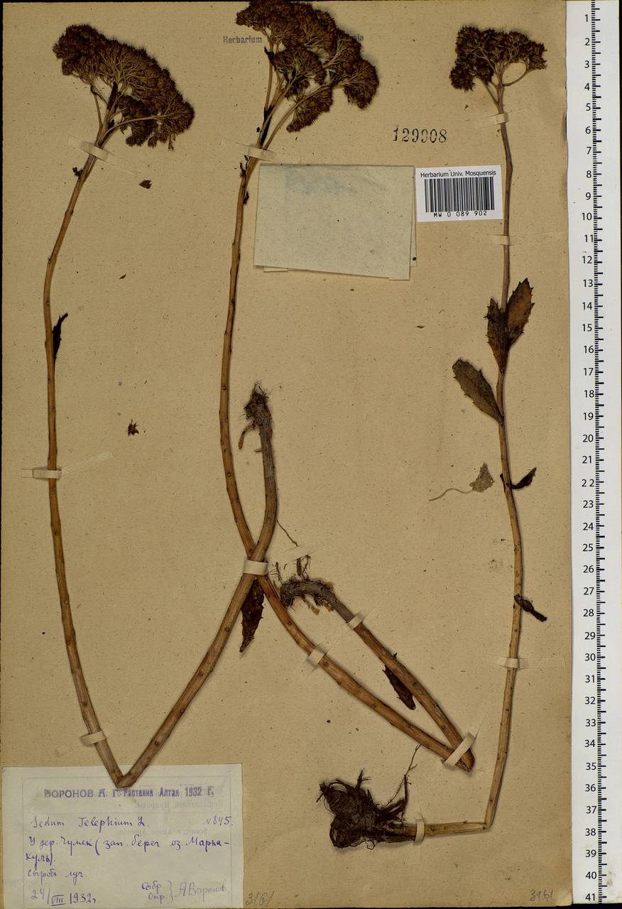 Hylotelephium telephium (L.) H. Ohba, Siberia, Western (Kazakhstan) Altai Mountains (S2a) (Kazakhstan)