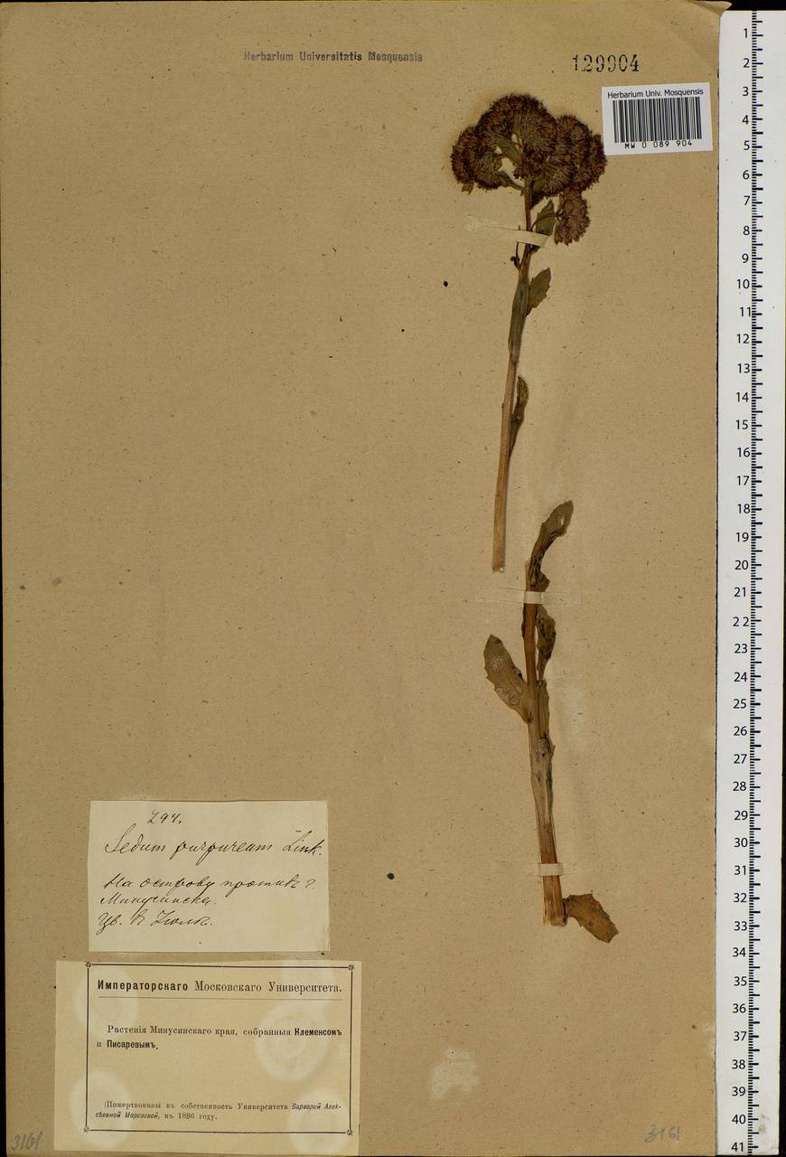 Hylotelephium telephium (L.) H.Ohba, Siberia, Altai & Sayany Mountains (S2) (Russia)