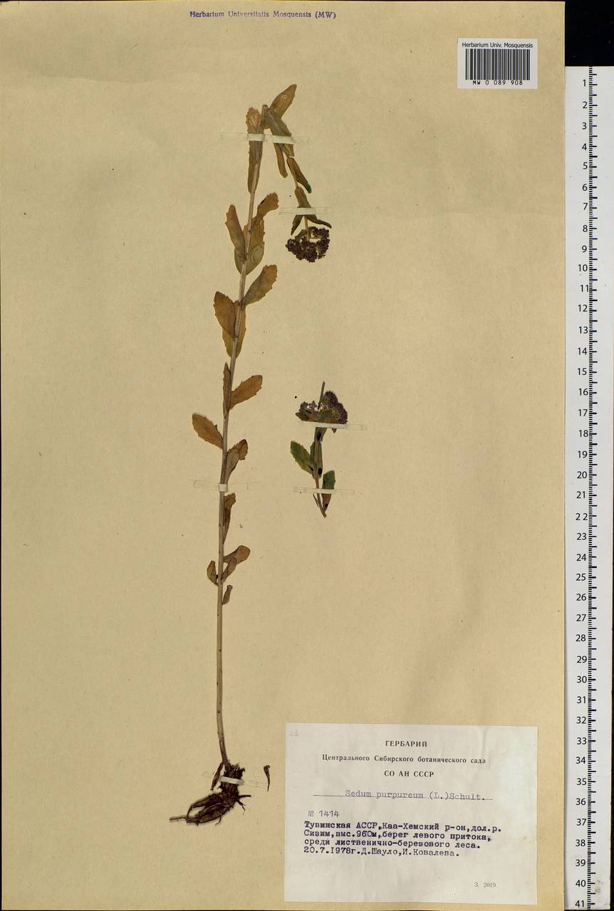 Hylotelephium telephium (L.) H. Ohba, Siberia, Altai & Sayany Mountains (S2) (Russia)