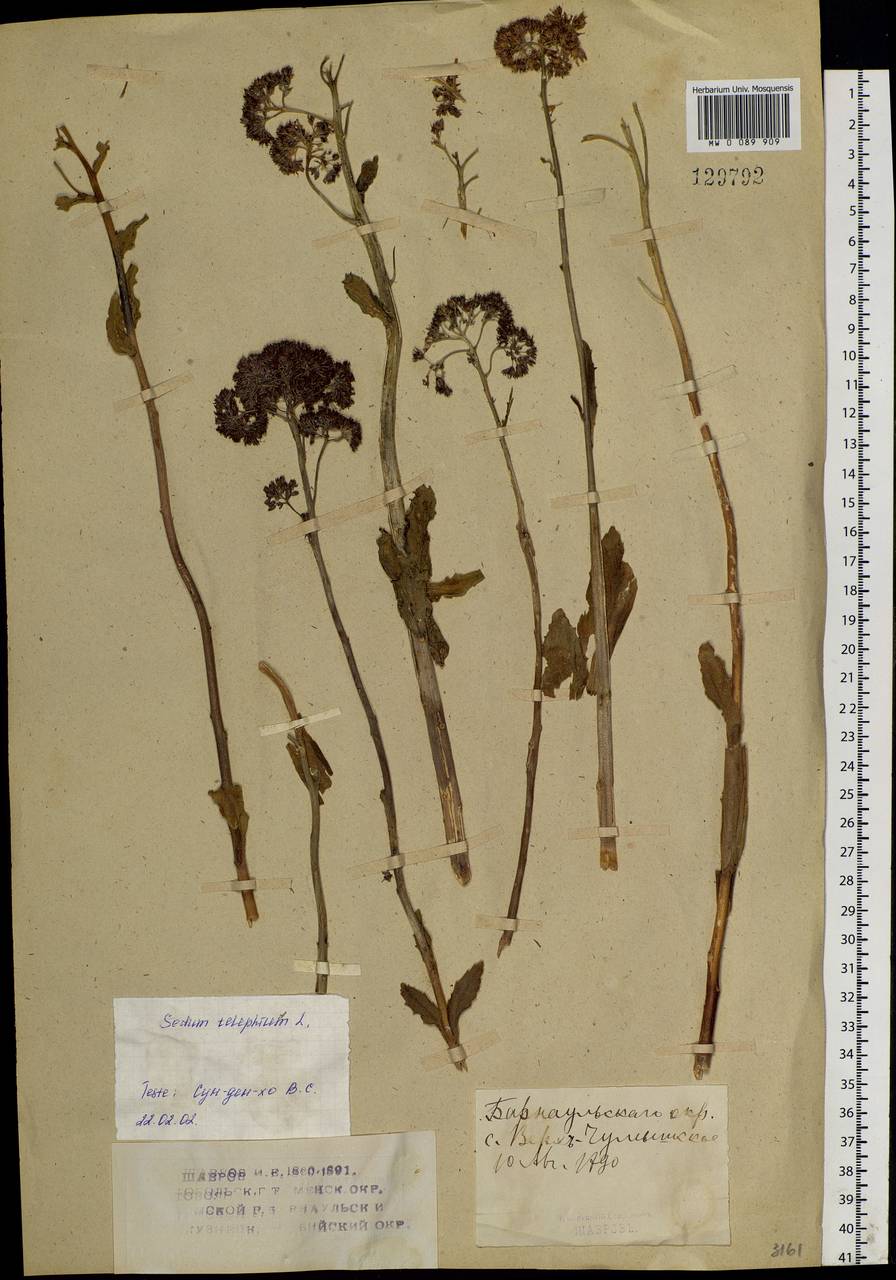 Hylotelephium telephium subsp. telephium, Siberia, Altai & Sayany Mountains (S2) (Russia)