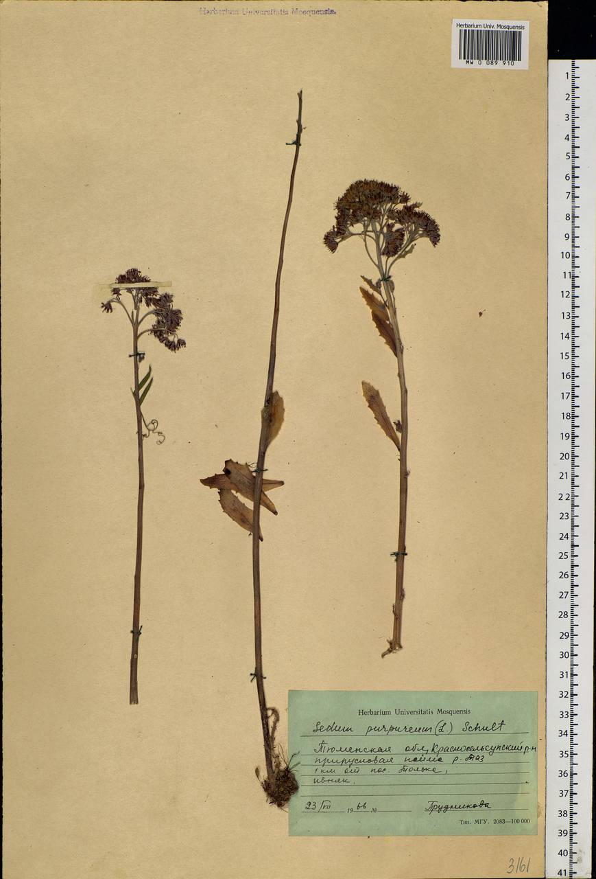 Hylotelephium telephium (L.) H. Ohba, Siberia, Western Siberia (S1) (Russia)