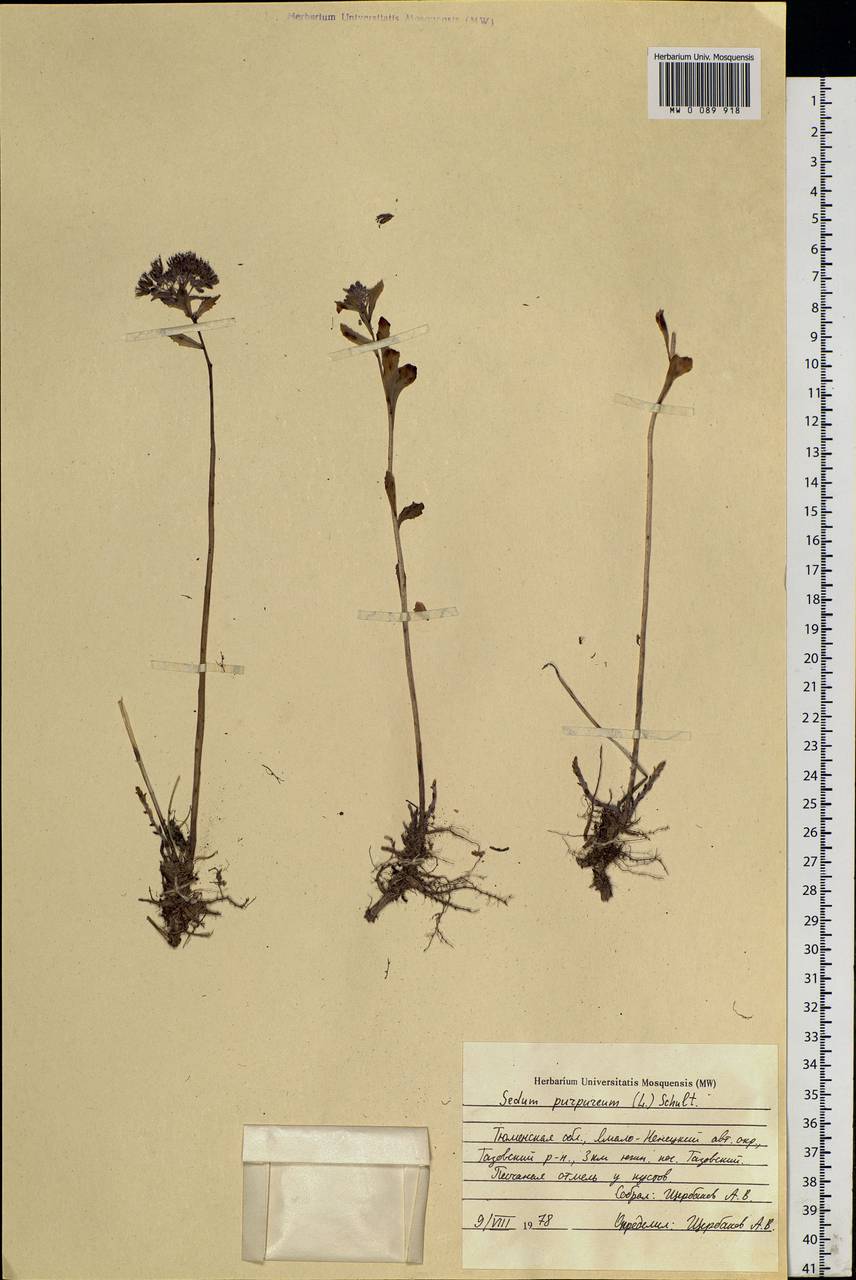 Hylotelephium telephium (L.) H. Ohba, Siberia, Western Siberia (S1) (Russia)