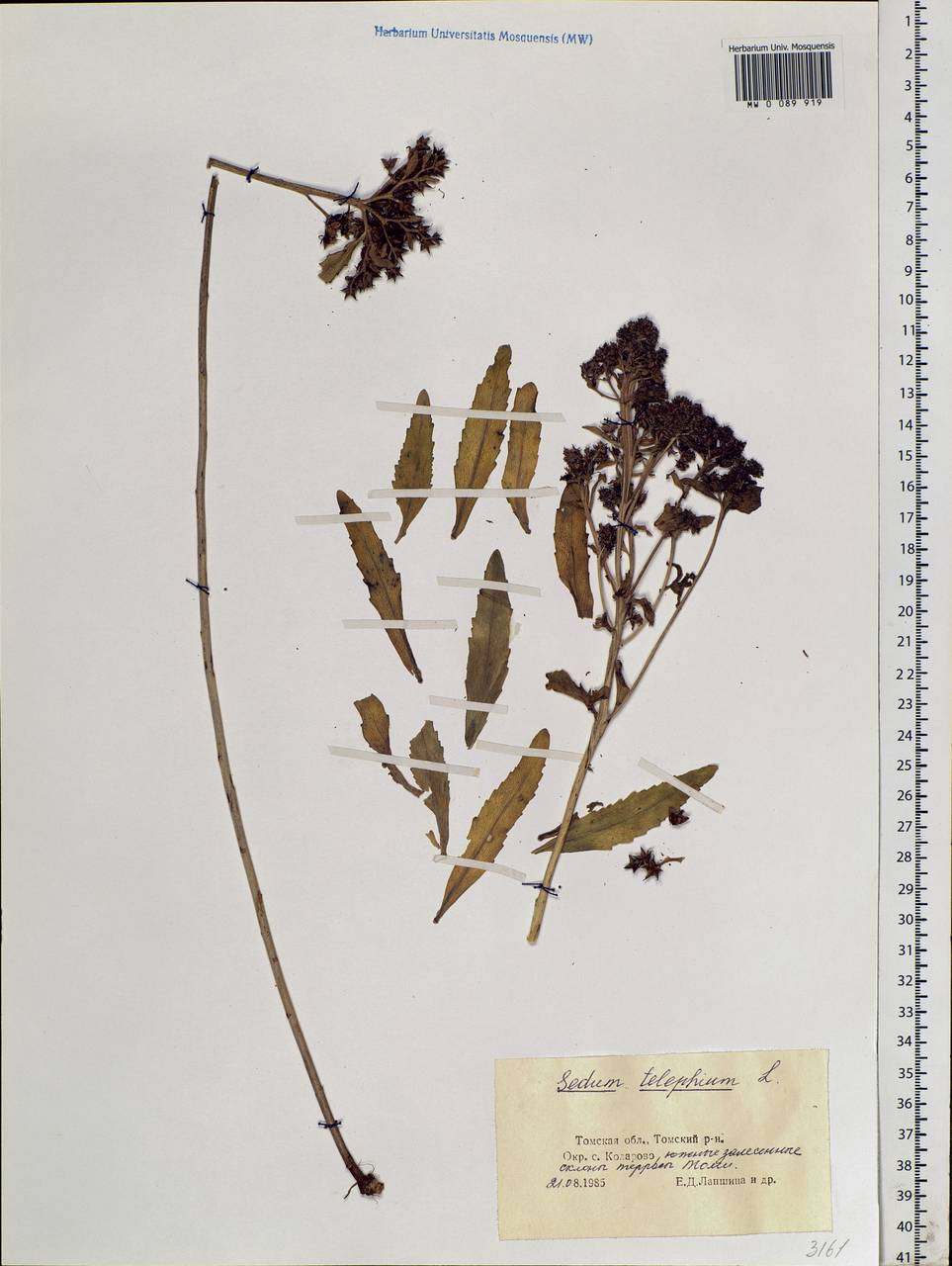 Hylotelephium telephium (L.) H. Ohba, Siberia, Western Siberia (S1) (Russia)