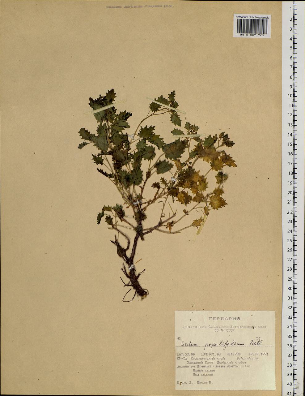 Hylotelephium populifolium (Pall.) H. Ohba, Siberia, Altai & Sayany Mountains (S2) (Russia)