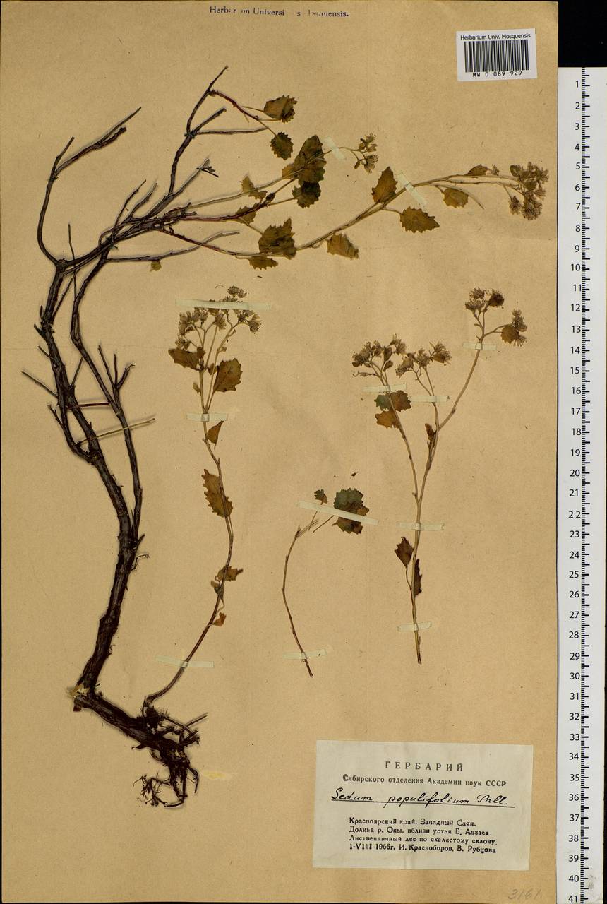 Hylotelephium populifolium (Pall.) H. Ohba, Siberia, Altai & Sayany Mountains (S2) (Russia)