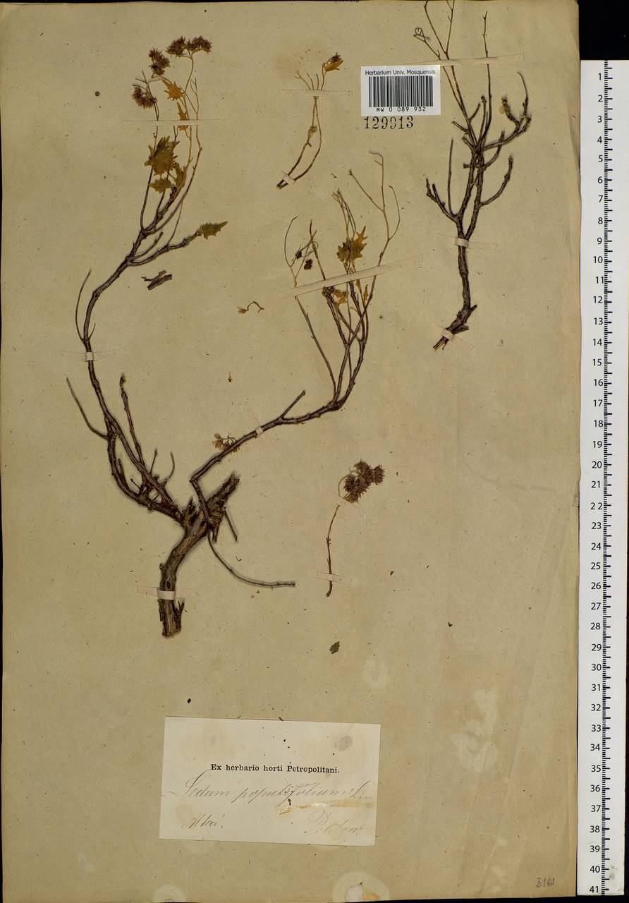 Hylotelephium populifolium (Pall.) H. Ohba, Siberia, Altai & Sayany Mountains (S2) (Russia)