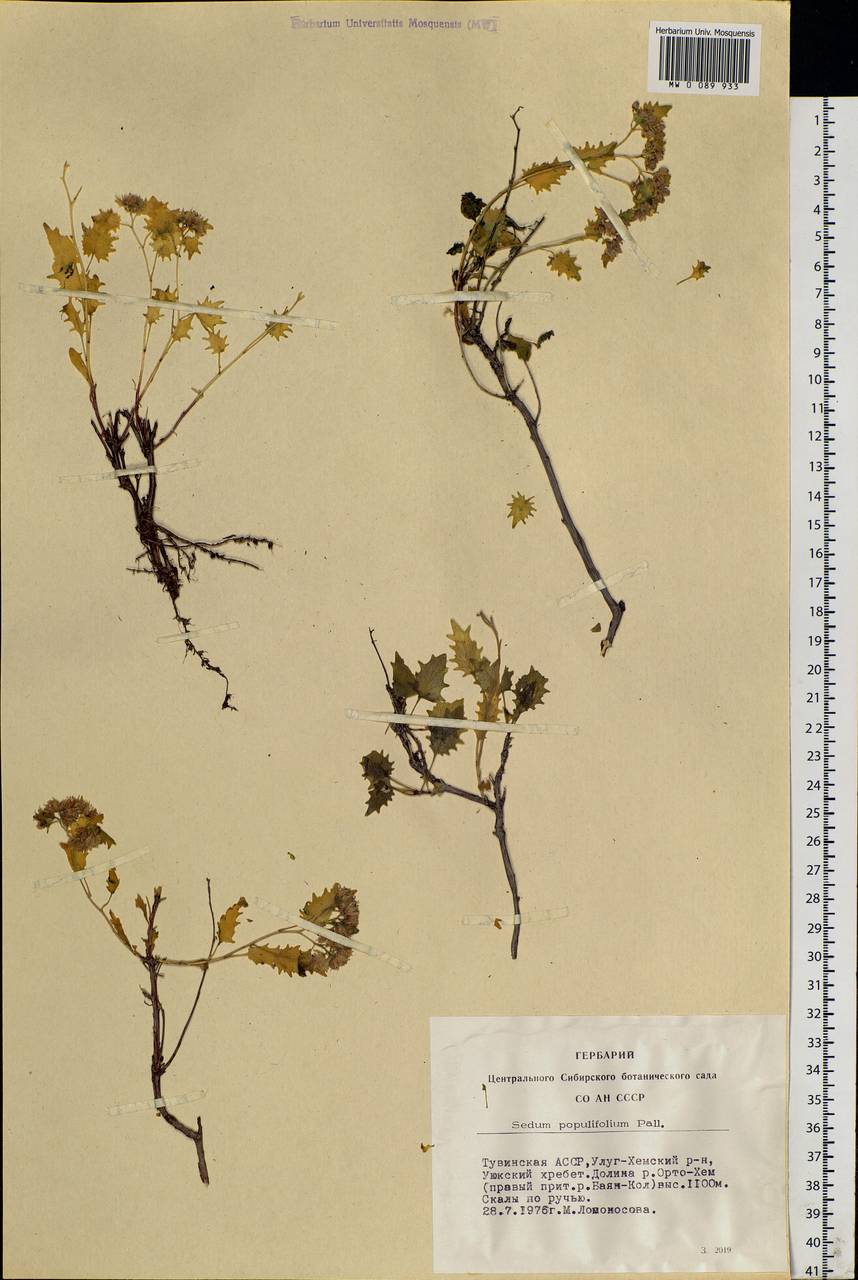 Hylotelephium populifolium (Pall.) H. Ohba, Siberia, Altai & Sayany Mountains (S2) (Russia)