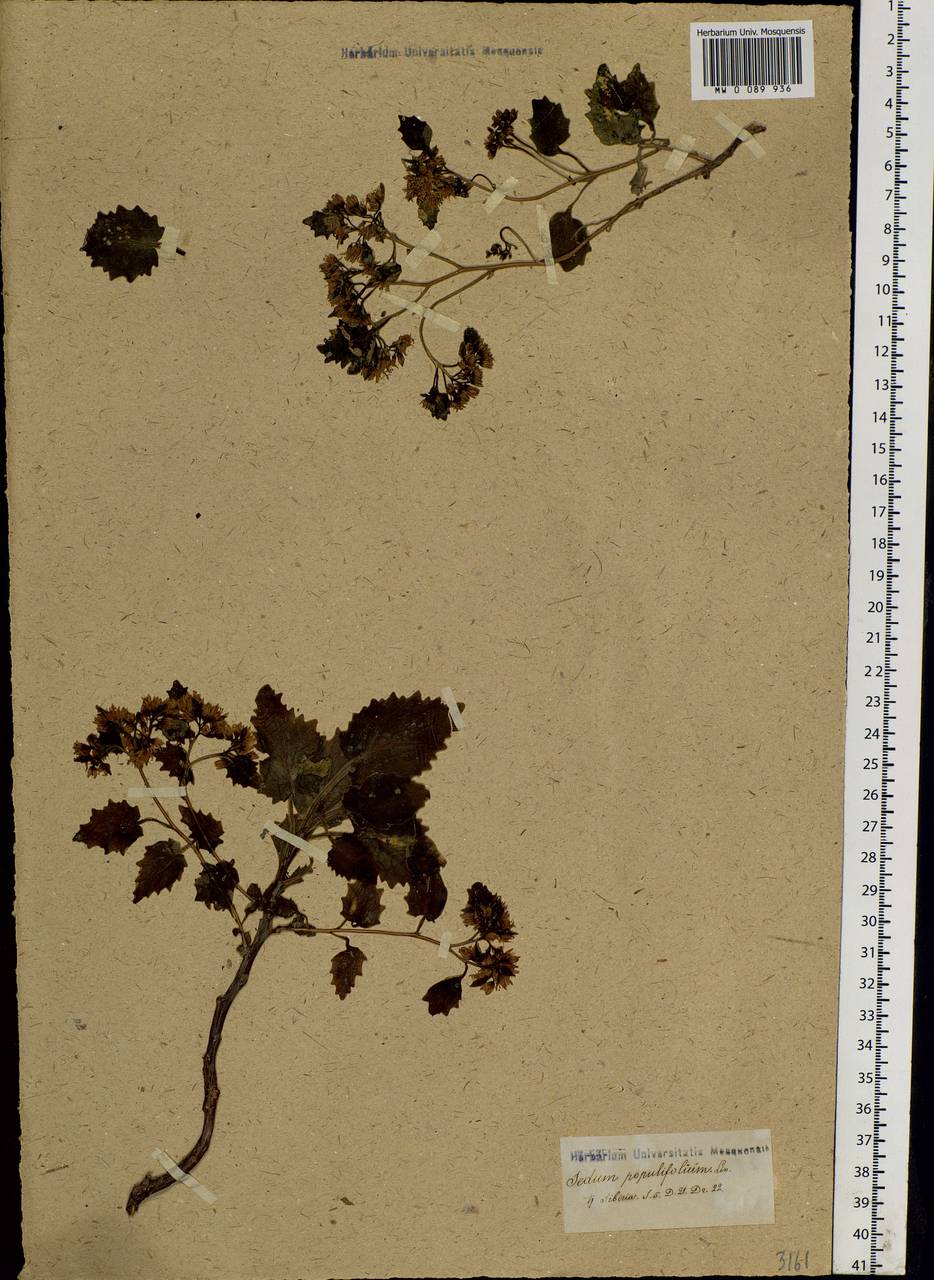 Hylotelephium populifolium (Pall.) H.Ohba, Siberia, Altai & Sayany Mountains (S2) (Russia)