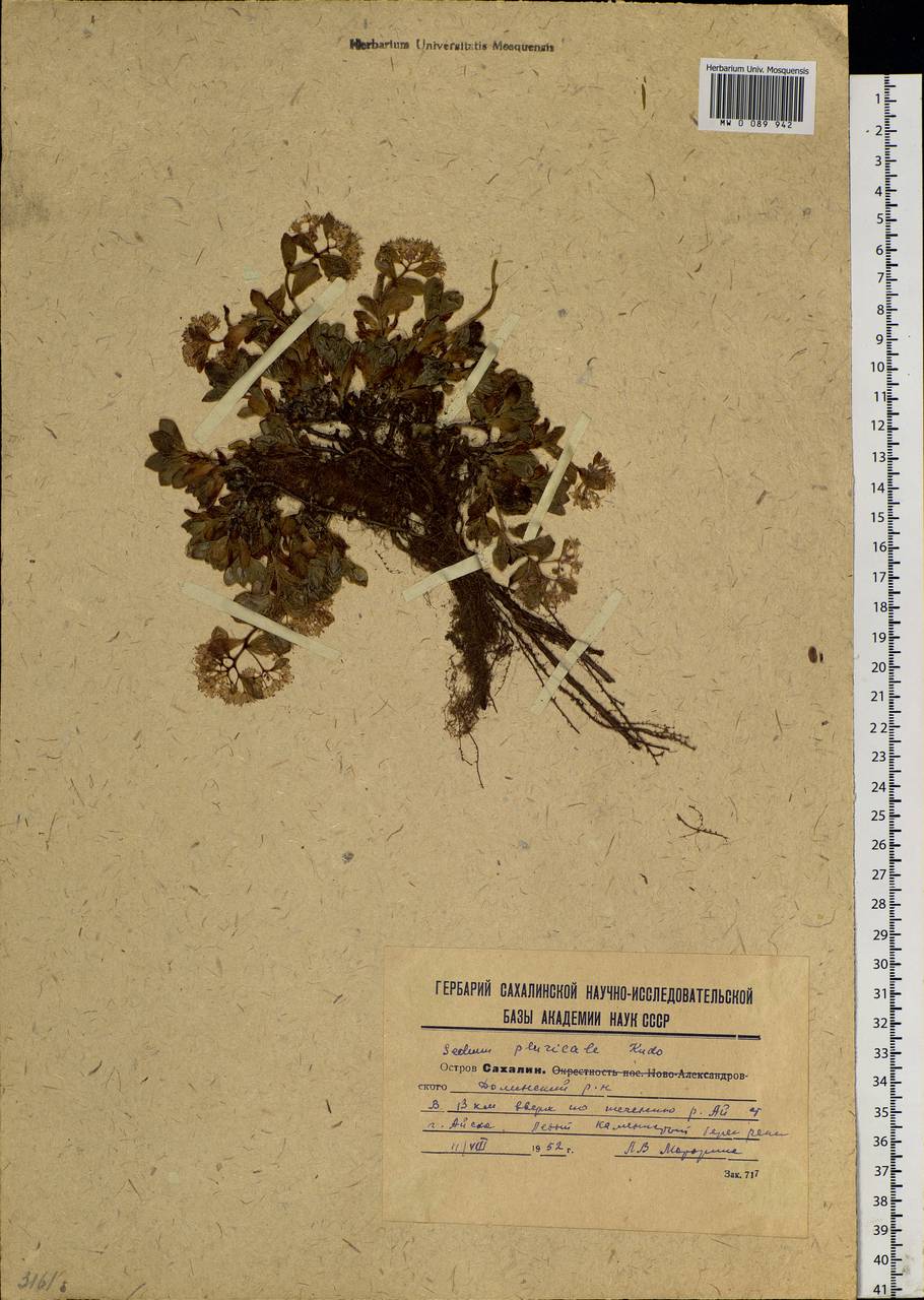 Hylotelephium pluricaule (Maxim.) H. Ohba, Siberia, Russian Far East (S6) (Russia)