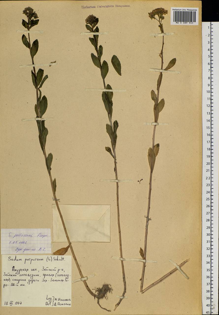 Hylotelephium pallescens (Freyn) H. Ohba, Siberia, Russian Far East (S6) (Russia)