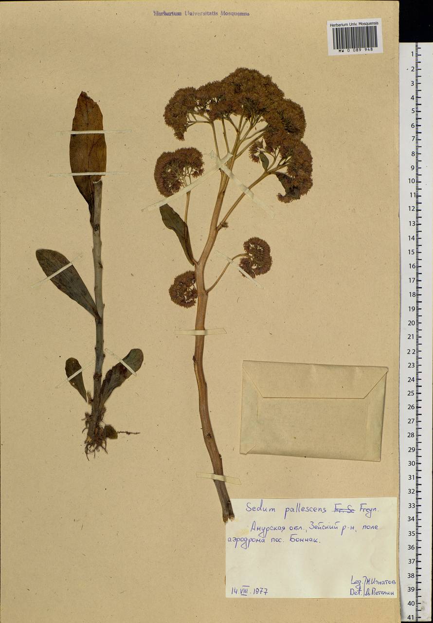 Hylotelephium pallescens (Freyn) H. Ohba, Siberia, Russian Far East (S6) (Russia)