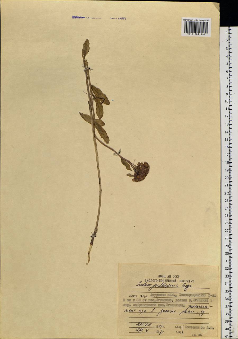 Hylotelephium pallescens (Freyn) H.Ohba, Siberia, Russian Far East (S6) (Russia)