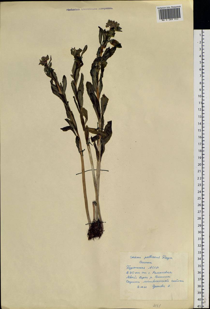 Hylotelephium pallescens (Freyn) H. Ohba, Siberia, Baikal & Transbaikal region (S4) (Russia)