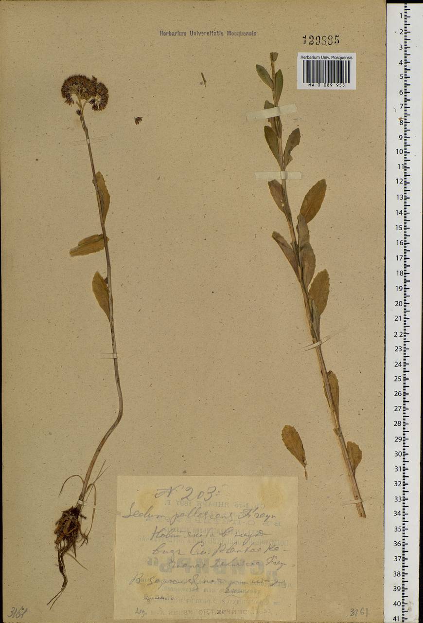 Hylotelephium pallescens (Freyn) H. Ohba, Siberia, Baikal & Transbaikal region (S4) (Russia)