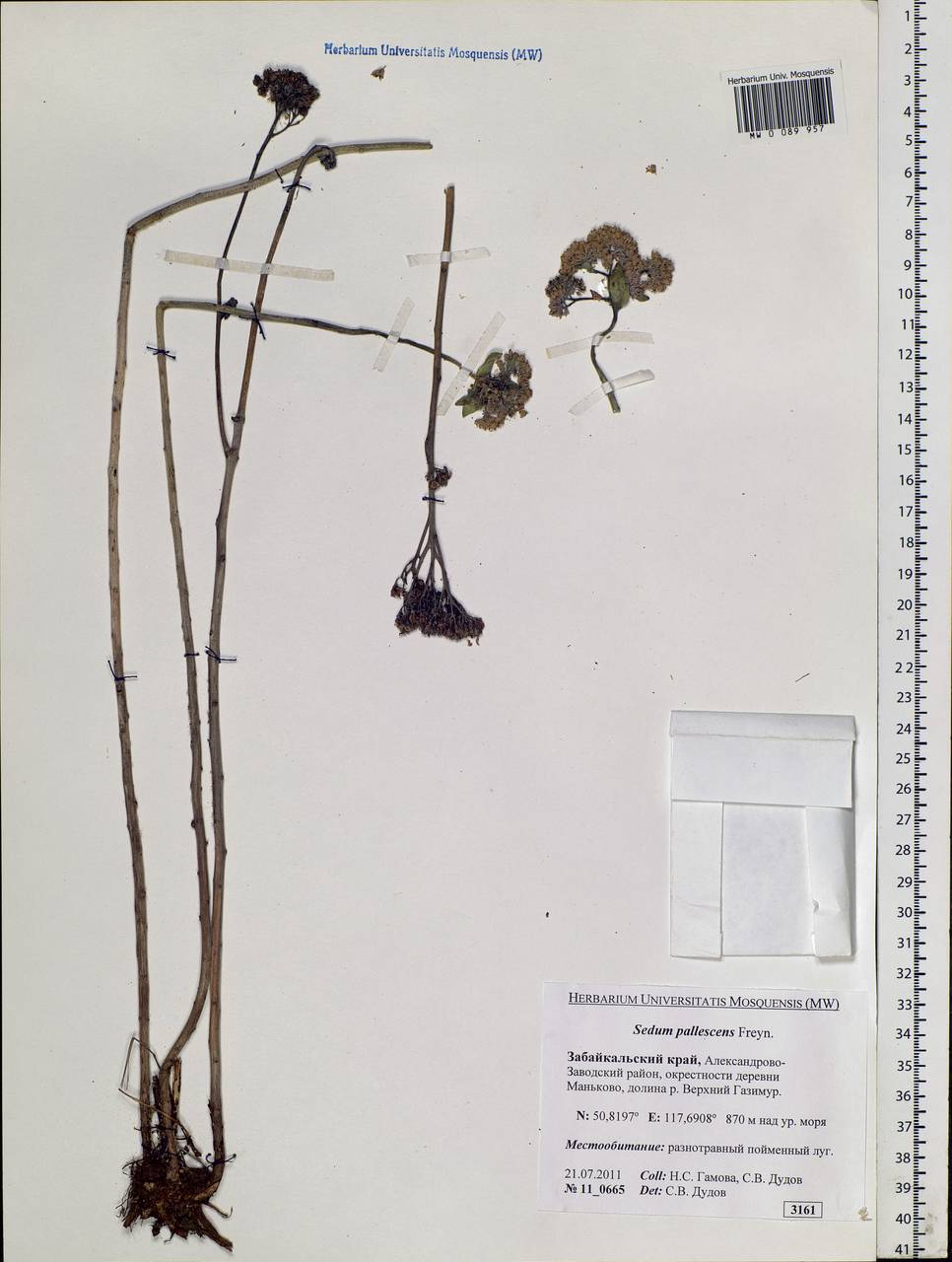 Hylotelephium pallescens (Freyn) H. Ohba, Siberia, Baikal & Transbaikal region (S4) (Russia)