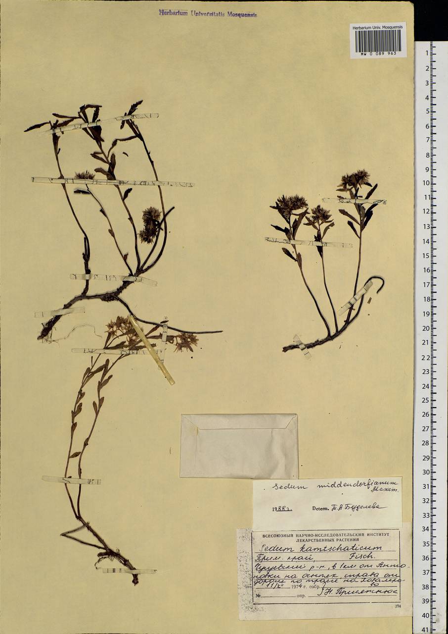 Phedimus middendorfianus subsp. middendorfianus, Siberia, Russian Far East (S6) (Russia)