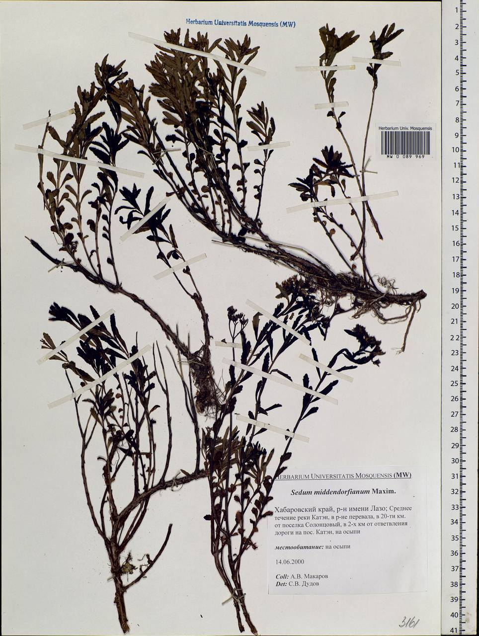 Phedimus middendorfianus subsp. middendorfianus, Siberia, Russian Far East (S6) (Russia)