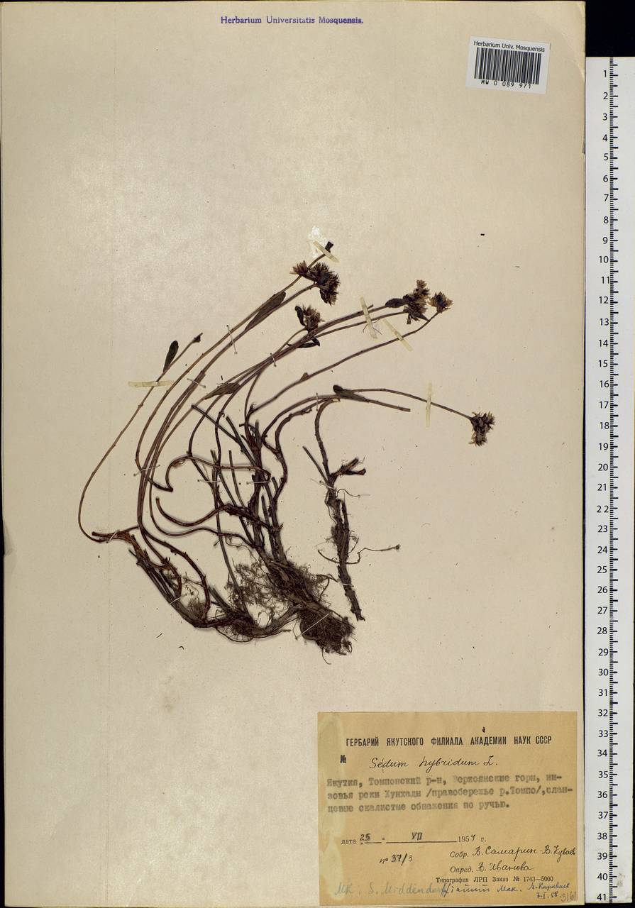 Phedimus middendorfianus subsp. middendorfianus, Siberia, Yakutia (S5) (Russia)