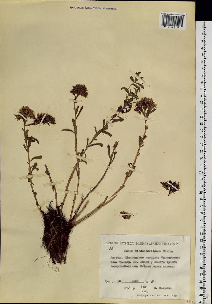 Phedimus middendorfianus subsp. middendorfianus, Siberia, Yakutia (S5) (Russia)