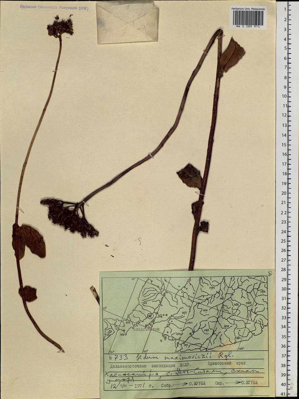 Phedimus aizoon (L.) 't Hart, Siberia, Russian Far East (S6) (Russia)