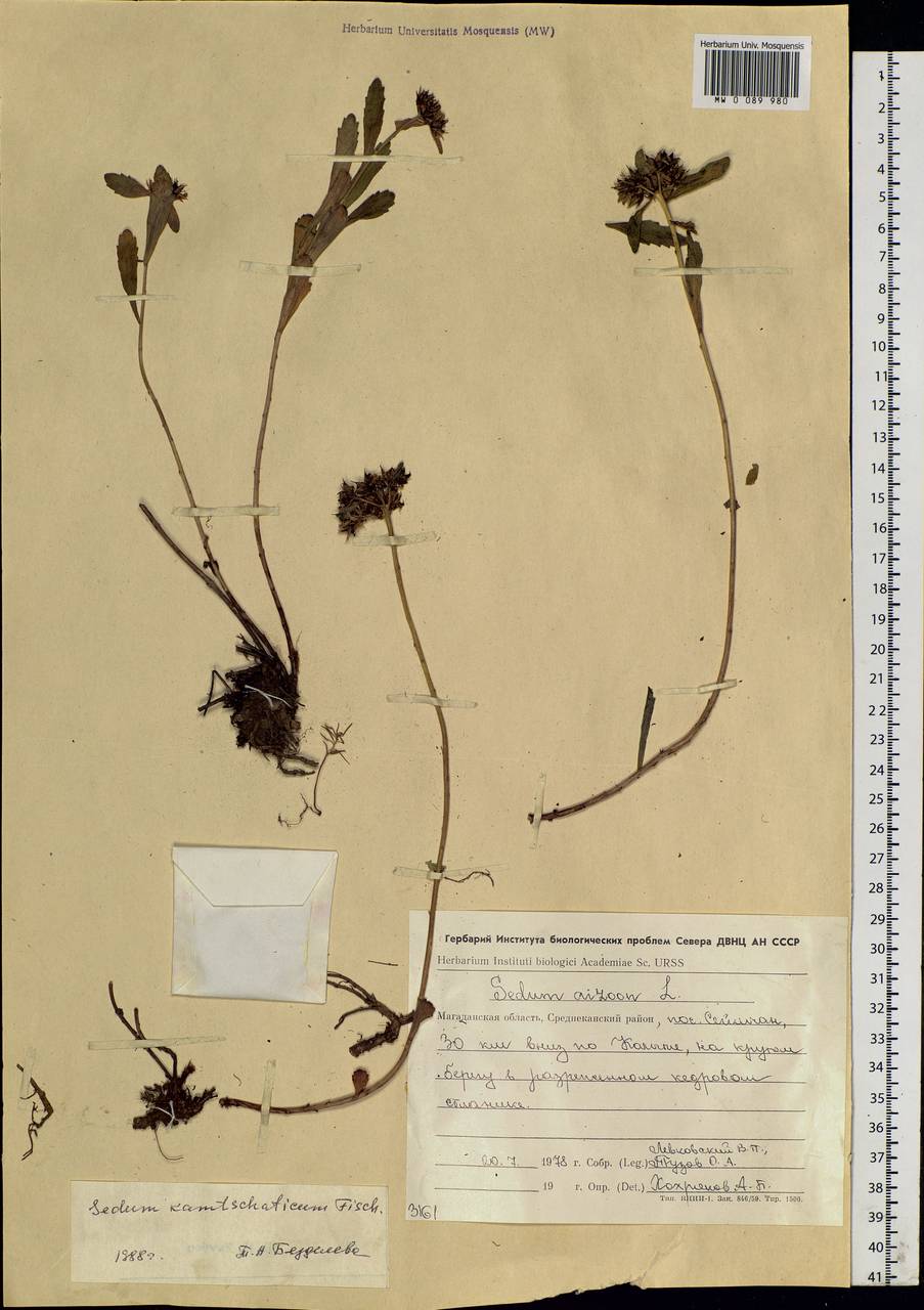Phedimus kamtschaticus (Fisch.) 't Hart, Siberia, Chukotka & Kamchatka (S7) (Russia)