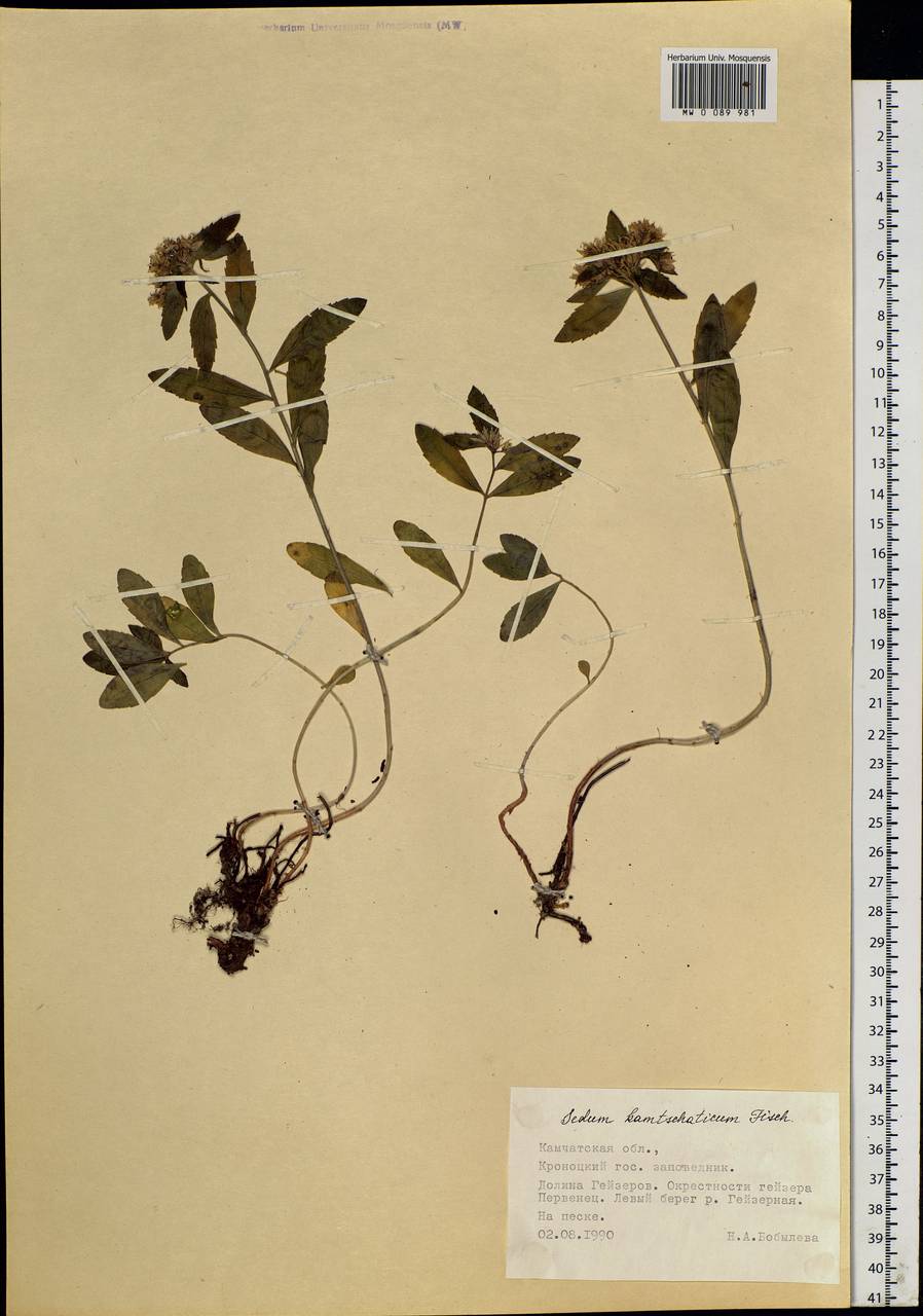 Phedimus kamtschaticus (Fisch.) 't Hart, Siberia, Chukotka & Kamchatka (S7) (Russia)